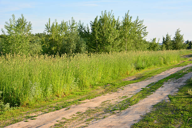 Dirt Road Through a Grassy Field in sunset