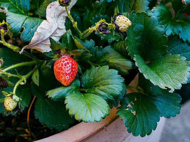 istock Ripe Strawberry in a Pot 2218272297