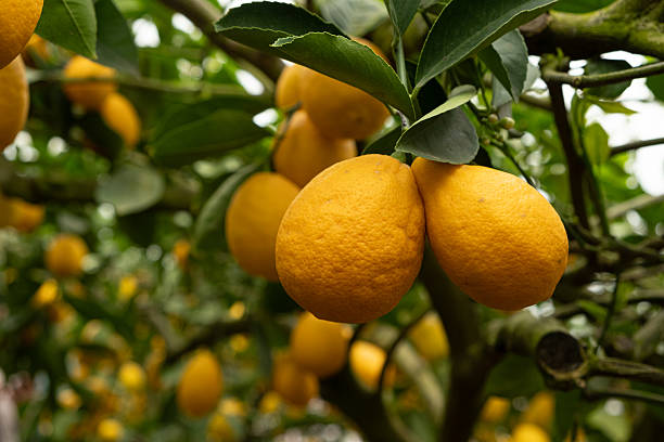 istock Lemon Tree Branches with Fresh Citrus Fruits in an Orchard 2218272606