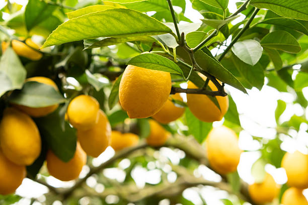 istock Lemon Tree Branches with Fresh Citrus Fruits in an Orchard 2218272616