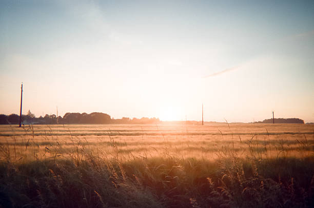 a pretty field landscape under the setting sun