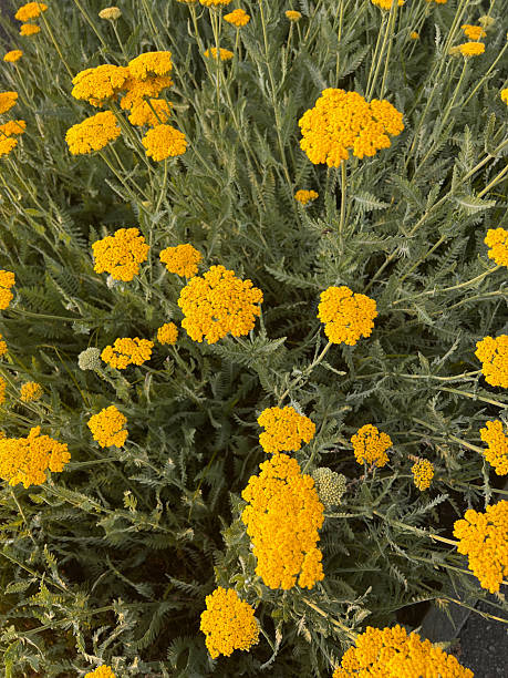 istock Yarrow Plant 2218273898