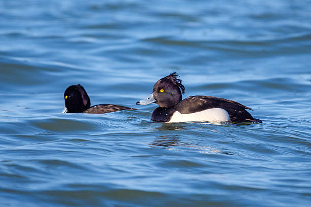 istock Tufted ducks - Aythya fuligula on Danube river, Slovakia 2218275421
