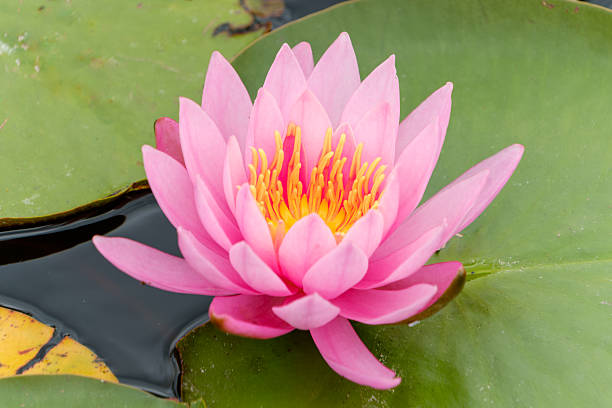 istock Vibrant Pink Water Lily 2218278097
