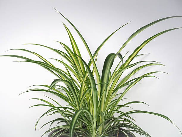 istock spider plant houseplant scient. name Chlorophytum comosum 2218278278
