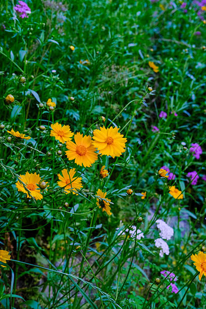 istock Vibrant Yellow Coreopsis Flowers in Wild Meadow 2218278815