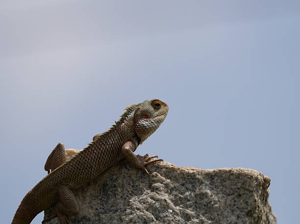 istock THE ORIENTAL GARDEN LIZARD 2218278899