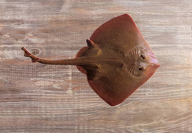 Stingray fish Raja polystigma, also known as speckled ray, is displayed on a wooden board from a top view