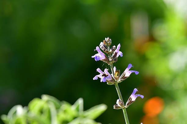 sage, medicinal plant with flowers