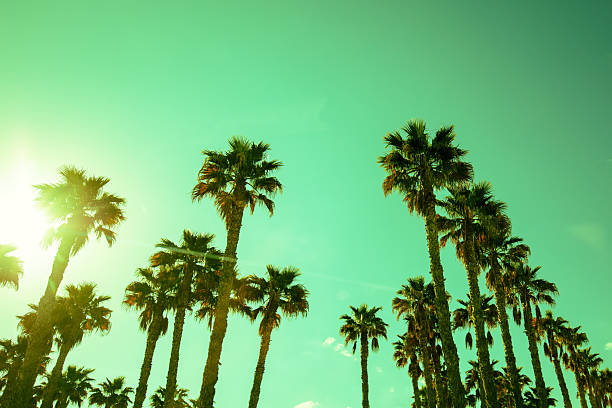 istock Palm tree leaves against clear sky. Tropical nature background. Green colored 2218280994