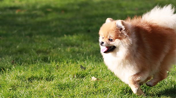 istock Cute Pomeranian Spitz Playing Outdoors 2218280998