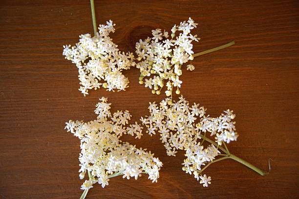 istock Elderberry flower on the table close up. 2218281020