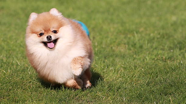 istock Cute Pomeranian Spitz Playing Outdoors 2218281032