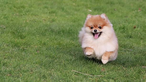istock Cute Pomeranian Spitz Playing Outdoors 2218281084