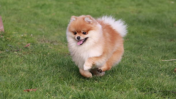 istock Cute Pomeranian Spitz Playing Outdoors 2218281086