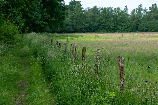 Close up view of wooden fence posts with wire forming cow pasture enclosure on green summer meadow. Sweden.
