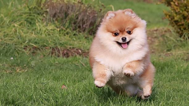 istock Cute Pomeranian Spitz Playing Outdoors 2218281102