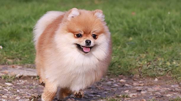 istock Cute Pomeranian Spitz Playing Outdoors 2218281120