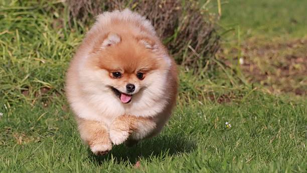 istock Cute Pomeranian Spitz Playing Outdoors 2218281128