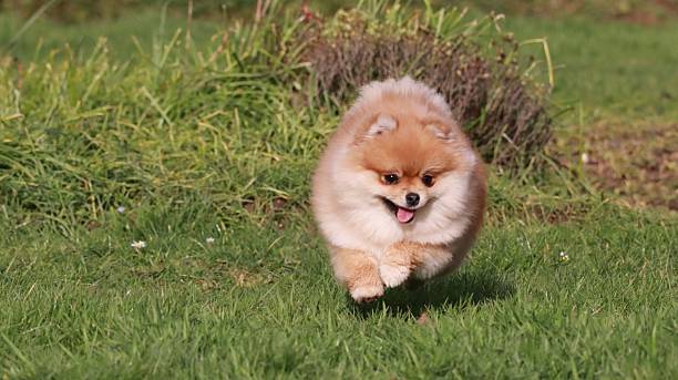 istock Cute Pomeranian Spitz Playing Outdoors 2218281134