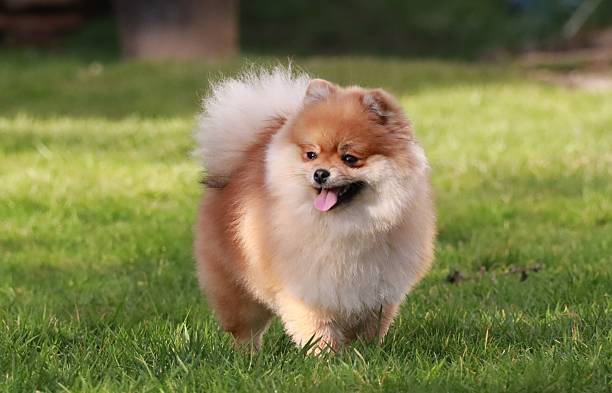 istock Cute Pomeranian Spitz Playing Outdoors 2218281137