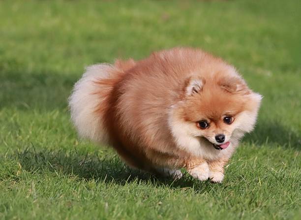istock Cute Pomeranian Spitz Playing Outdoors 2218281140