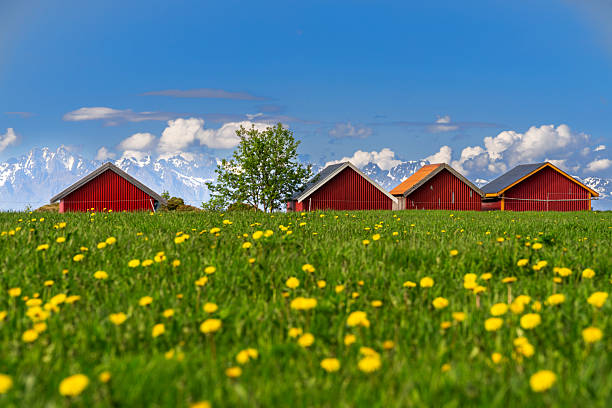 Yellow flowers and green meadow frame red cabins called rorbu against blue sky, Norway