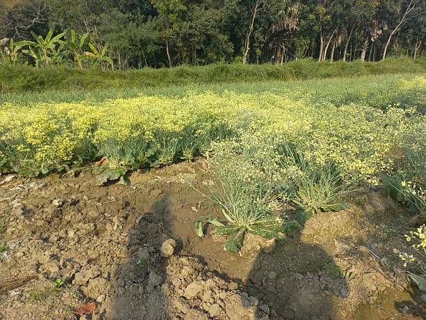 Organic green and yellow broccoli flowers