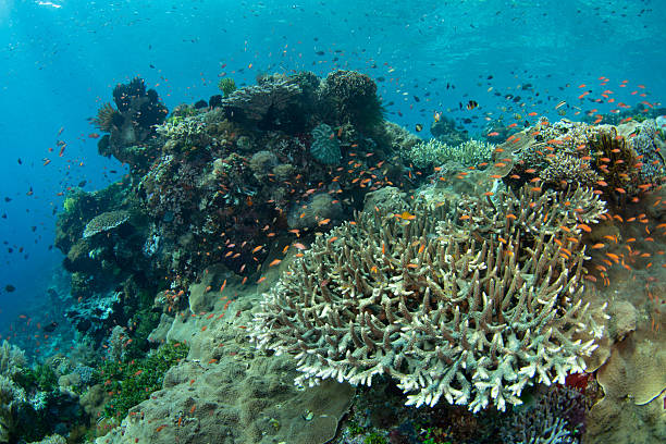 istock Beautiful Corals and Fish Thrive on a Reef in Alor, Indonesia 2218281888