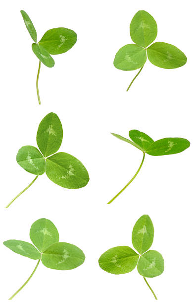 istock Foliage of green clover 2218282576