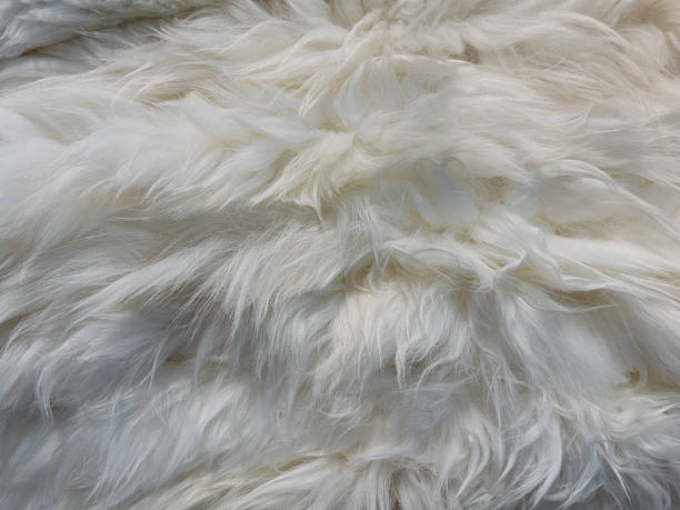 Fluffy White Fur Texture Perfect for Cozy Settings