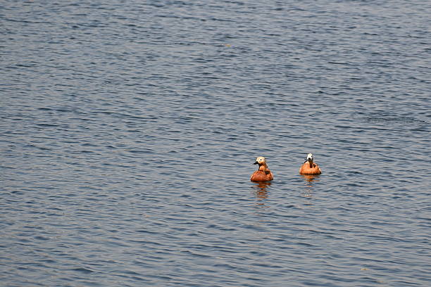 istock Two beautiful and cute Ruddy Shelducks 2218283039