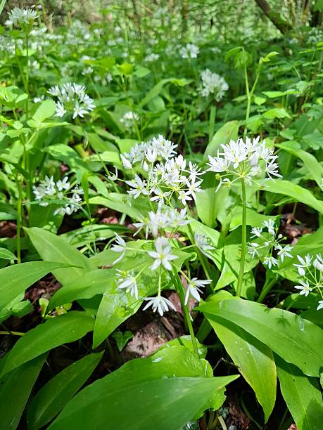 istock Allium ursinum or eurasian wild garlic or bears garlic 2218283380