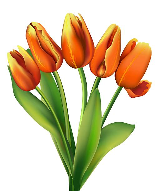 istock Tulip. A bouquet of five orange tulips on a white background. 2218283841