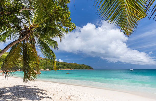 istock Serene tropical beach lined with lush palm trees. Anse Lazio, Praslin 2218283927