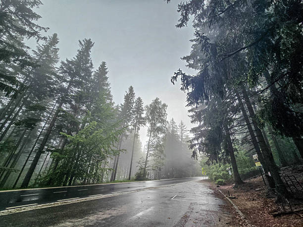 istock Whispers of the Misty Woods 2218284425