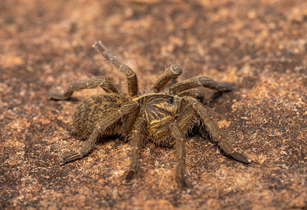 istock Highveld Baboon Spider (Harpactira hamiltoni), also known as Hamilton’s Starburst Baboon Spider 2218284995
