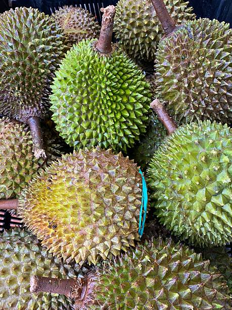 Singapore - Durian fruit