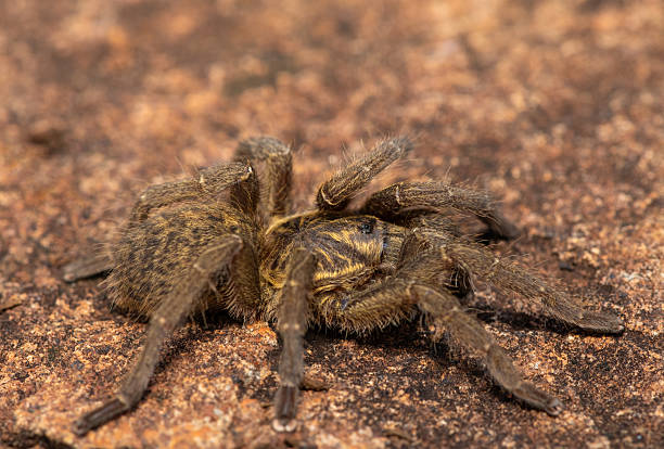 istock Highveld Baboon Spider (Harpactira hamiltoni), also known as Hamilton’s Starburst Baboon Spider 2218285020
