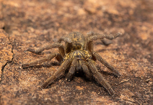 istock Highveld Baboon Spider (Harpactira hamiltoni), also known as Hamilton’s Starburst Baboon Spider 2218285515