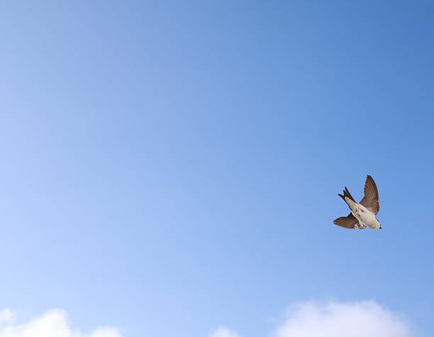 istock House Martin in flight 2218288291