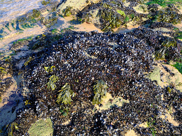 Blue mussel (Mytilus edulis) at low tide on rocks on the wild coast between Batz sur Mer and Le Croisic, in the Loire-Atlantique department in western France.
