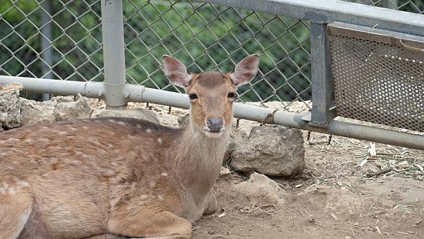 istock Deer resting on dirt in Dashu, Taiwan 2218291241