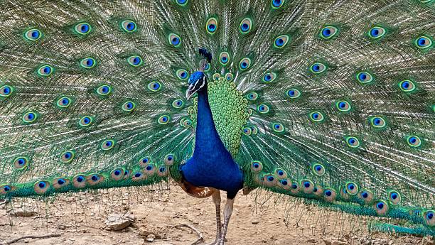 istock Vibrant peacock with colorful plumage 2218291245