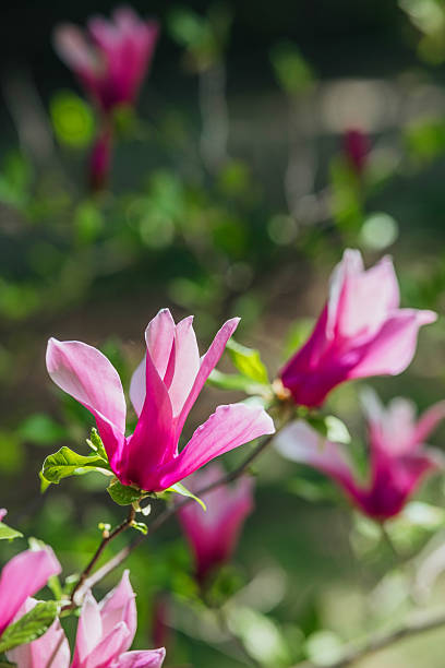 istock Pink magnolia flowers bloom in spring under natural sunlight 2218291612