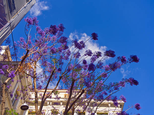 Vibrant purple jacaranda flowers bloom against a bright blue sky, with white building in background