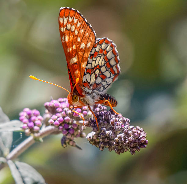 A Quino Checkerspot Butterfly on Butterfly gathers nectar from a Butterfly Bush