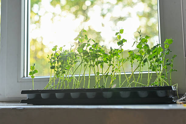 istock Sprouts of green peas. microgreens 2218302545