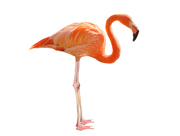 istock Pink flamingo on white background 2218303243