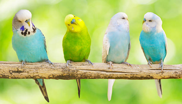istock Colorful budgerigars perching on branch of tree on green background 2218303254